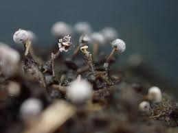 Attēlu rezultāti vaicājumam “Didymium bahiense macro”