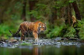 Afbeeldingsresultaat voor tijgers