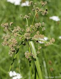 Attēlu rezultāti vaicājumam “Scirpus sylvaticus flower”