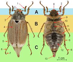 Attēlu rezultāti vaicājumam “Melolontha melolontha imago”
