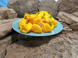 Afbeeldingsresultaat voor yellow mushroom hot pepper