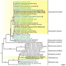 Attēlu rezultāti vaicājumam “Ombrophila violacea spores”
