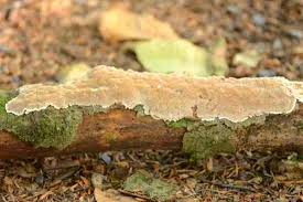 Attēlu rezultāti vaicājumam “Junghuhnia nitida”