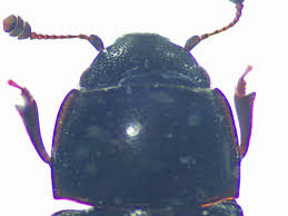 Attēlu rezultāti vaicājumam “Glischrochilus hortensis”