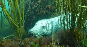 Image result for Wyndley Seals Snorkelling Club
