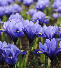 Attēlu rezultāti vaicājumam “Iris reticulata flower”