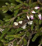 Attēlu rezultāti vaicājumam “Epinotia trigonella”