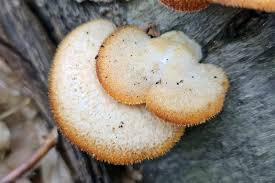 Attēlu rezultāti vaicājumam “Didymium xanthopus macro”