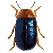 Attēlu rezultāti vaicājumam “Chrysomelidae”