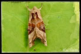 Attēlu rezultāti vaicājumam “Phlogophora meticulosa”