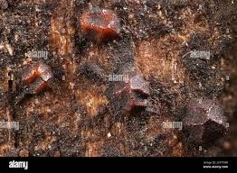 Attēlu rezultāti vaicājumam “Licea minima spores”