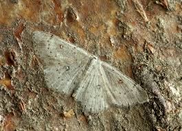 Attēlu rezultāti vaicājumam “Cyclophora albipunctata”