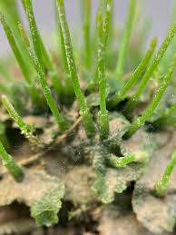 Attēlu rezultāti vaicājumam “Anthocerotopsida”