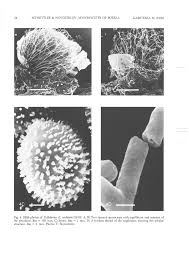 Attēlu rezultāti vaicājumam “Colloderma oculatum sessile”