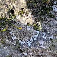 Attēlu rezultāti vaicājumam “Phaeophyscia orbicularis”