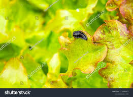 Attēlu rezultāti vaicājumam “Silpha obscura larva”