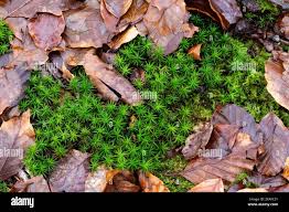 Attēlu rezultāti vaicājumam “Polytrichastrum formosum”