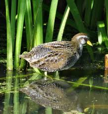 Image result for Porzana carolina