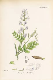 Attēlu rezultāti vaicājumam “Vicia sylvatica leaf”