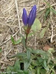 Attēlu rezultāti vaicājumam “Gentiana pneumonanthe”