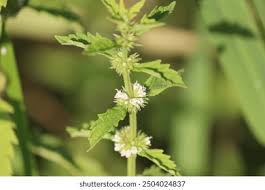 Attēlu rezultāti vaicājumam “Lycopus europaeus flower”