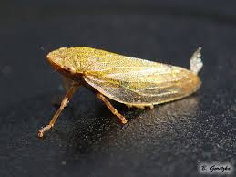 Attēlu rezultāti vaicājumam “Aphrophora salicina”