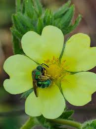 Attēlu rezultāti vaicājumam “Potentilla erecta bud”