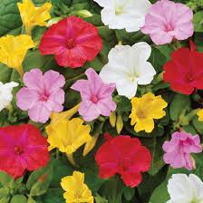 Image result for Mirabilis jalapa