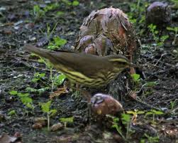 Image result for Seiurus noveboracensis