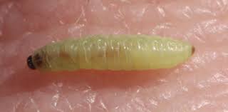 Attēlu rezultāti vaicājumam “Argyresthia spinosella”