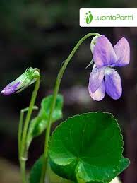 Attēlu rezultāti vaicājumam “Viola riviniana leaf”