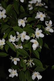 Attēlu rezultāti vaicājumam “Philadelphus coronarius leaf”