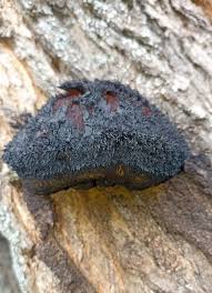 Attēlu rezultāti vaicājumam “Inonotus leporinus”