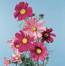 Image result for Cosmos bipinnatus