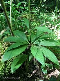 Attēlu rezultāti vaicājumam “Lilium martagon leaf”