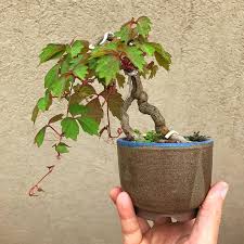 Image result for parthenocissus bonsai