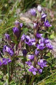 Attēlu rezultāti vaicājumam “Carex chordorrhiza”