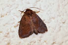 Attēlu rezultāti vaicājumam “Rusina ferruginea”