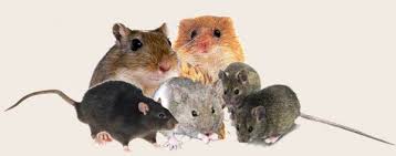 Attēlu rezultāti vaicājumam “Muridae”