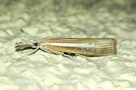 Attēlu rezultāti vaicājumam “Agriphila selasella”