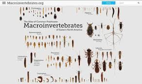 Attēlu rezultāti vaicājumam “Licea castanea macro”