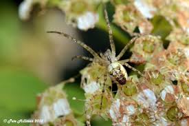 Attēlu rezultāti vaicājumam “Metellina segmentata”