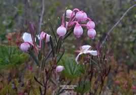 Attēlu rezultāti vaicājumam “Andromeda polifolia”