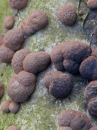 Attēlu rezultāti vaicājumam “Hypoxylon fuscum”