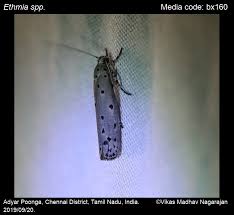 Attēlu rezultāti vaicājumam “Depressariidae”