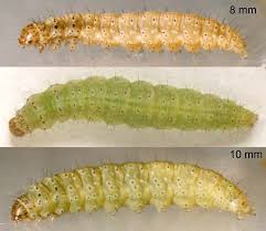 Attēlu rezultāti vaicājumam “Plutella xylostella”