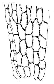 Attēlu rezultāti vaicājumam “Bryum caespiticium”