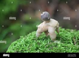 Attēlu rezultāti vaicājumam “Geastrum quadrifidum”