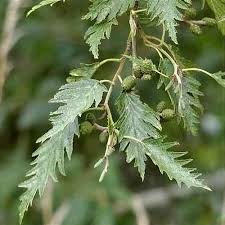 Attēlu rezultāti vaicājumam “Alnus incana leaf”