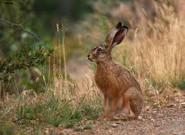Attēlu rezultāti vaicājumam “Lepus europaeus”